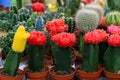 Beautiful Red, yellow, Green Gymnocalycium mihanovichii grafted cactus on pot in the garden, in a shop, flower Royalty Free Stock Photo