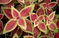 Beautiful red and yellow-green leaves patterns for natural background. A group of colorful red leaf in a dark tropical with