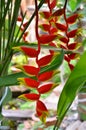 Beautiful red and yellow heliconia flowers in the bush