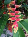 beautiful red and yellow lobster claw flowers hang on green leaves and branches background