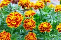 Beautiful red yellow marigold flower Royalty Free Stock Photo