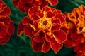 Beautiful red-yellow marigolds close-up. Bright and colorful garden flowers. Selective focus, blurred background. Royalty Free Stock Photo