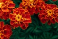 Beautiful red-yellow marigolds close-up. Bright and colorful garden flowers. Selective focus, blurred background Royalty Free Stock Photo