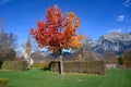 Small maple tree with colorful red, orange and yellow leaves in autumn landscape in front of Swiss Alps. Royalty Free Stock Photo