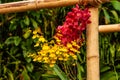 Beautiful red, yellow orchid - detail of a house plant flower Royalty Free Stock Photo