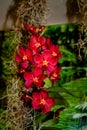 Beautiful red, yellow orchid - detail of a house plant flower Royalty Free Stock Photo