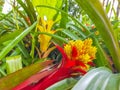 Beautiful red yellow pink flowers tropical forest Koh Samui Thailand Royalty Free Stock Photo