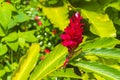 Beautiful red yellow pink flowers tropical forest Koh Samui Thailand Royalty Free Stock Photo