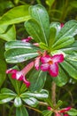 Beautiful red yellow pink flowers tropical forest Koh Samui Thailand Royalty Free Stock Photo