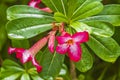 Beautiful red yellow pink flowers tropical forest Koh Samui Thailand Royalty Free Stock Photo