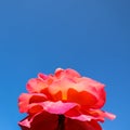 Beautiful red yellow rose on a blue sky background in sunny day. Midsummer Royalty Free Stock Photo