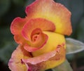 Beautiful red and yellow rose bud just about to unfold