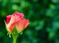 Beautiful red yellow rose with dew drops in the garden. Ideal background for greeting cards Royalty Free Stock Photo