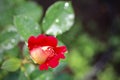 Beautiful red yellow rose with dew drops in the garden. Ideal background for greeting cards Royalty Free Stock Photo