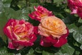 Beautiful red yellow roses Love end Peace  .against the background of green leaves in a flower garden Royalty Free Stock Photo