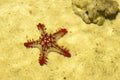 Beautiful red and yellow starfish underwater on a sandy bottom. Image of sandy starfish distorted by water.