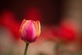 Beautiful red-yellow striped tulip on colorful background Royalty Free Stock Photo