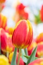 beautiful red yellow tulip bud close up Royalty Free Stock Photo