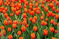 Beautiful red and yellow tulip flowers at full bloom Royalty Free Stock Photo