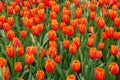 Beautiful red and yellow tulip flowers at full bloom Royalty Free Stock Photo