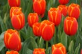 Beautiful red and yellow tulip flowers at full bloom in the Spring Royalty Free Stock Photo