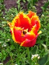 Beautiful red and yellow tulip with velvet petals on a flower bed. The opened bud. Royalty Free Stock Photo
