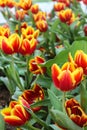 Beautiful red yellow tulips at Chiang Rai flower festival Royalty Free Stock Photo