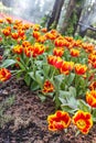 Beautiful red yellow tulips at Chiang Rai flower festival Royalty Free Stock Photo