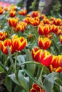 Beautiful red yellow tulips at Chiang Rai flower festival Royalty Free Stock Photo