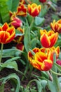 Beautiful red yellow tulips at Chiang Rai flower festival Royalty Free Stock Photo