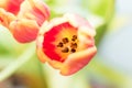 Beautiful red and yellow tulips close up inside view of anthers