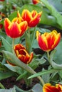 Beautiful red yellow tulips at flower festival in the park Royalty Free Stock Photo