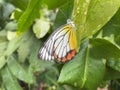 Beautiful red yellow white butterfly perched on wet leaves Royalty Free Stock Photo