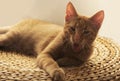 A beautiful red young kitten makes a funny face on a straw carpet Royalty Free Stock Photo