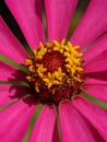 Beautiful Red Zinnia in close range details