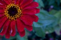 A beautiful red zinnia flower is located in the corner of the photo with space for your text