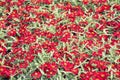 Beautiful red zinnia flowers in bloom