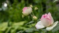 beautiful redand white rose Bush of red and white roses Royalty Free Stock Photo