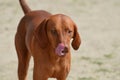 Beautiful Redbone Coonhound Licking his Nose