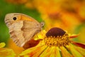 beautiful Redbrown Oxeye Butterfly sitting on orange flower. macro