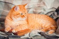 A beautiful redcat lying on an old book. Royalty Free Stock Photo