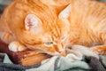 A beautiful redcat lying on an old book. Royalty Free Stock Photo