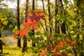 Beautiful reddened maple leaves in green forest