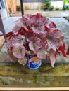 beautiful reddish begonia flower plant in a pot on the fence