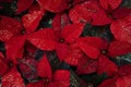 Beautiful reddish colorful leaves and flowers with Christmas sparkles in a garden, closeup, details