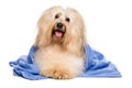 Beautiful reddish havanese dog after bath lying in a blue towel Royalty Free Stock Photo