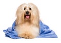 Beautiful reddish havanese dog after bath lying in a blue towel