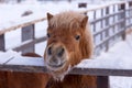 Beautiful reddish miniature horse with blond mane looking over its fence