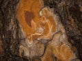 Beautiful reddish tree bark texture