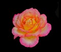 Beautiful Reddish yellow rose isolated on black Royalty Free Stock Photo